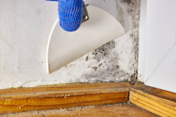Best Comprehensive Air Testing for Mold Contaminants  in Carthage, NY